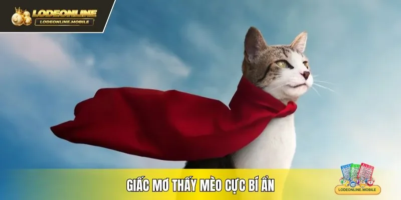 Giấc mơ thấy mèo cực bí ẩn