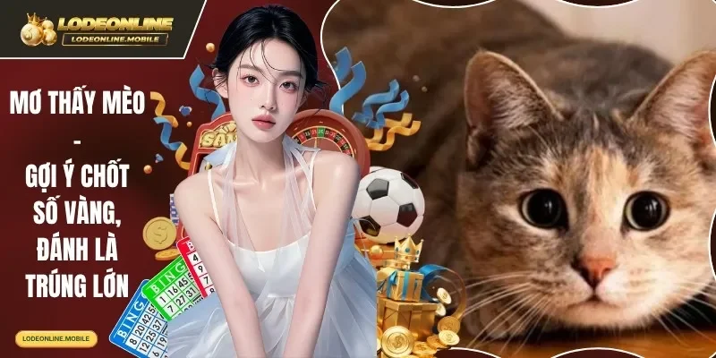 mơ thấy mèo